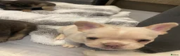 French Bulldog dogs for sale: Frenchbulldogs  in Bournemouth - Advert 8