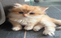 British Longhair cats for sale: GCCF reg BLH Chocolate Golden Blue/Green/Odd Eyes - Image 39