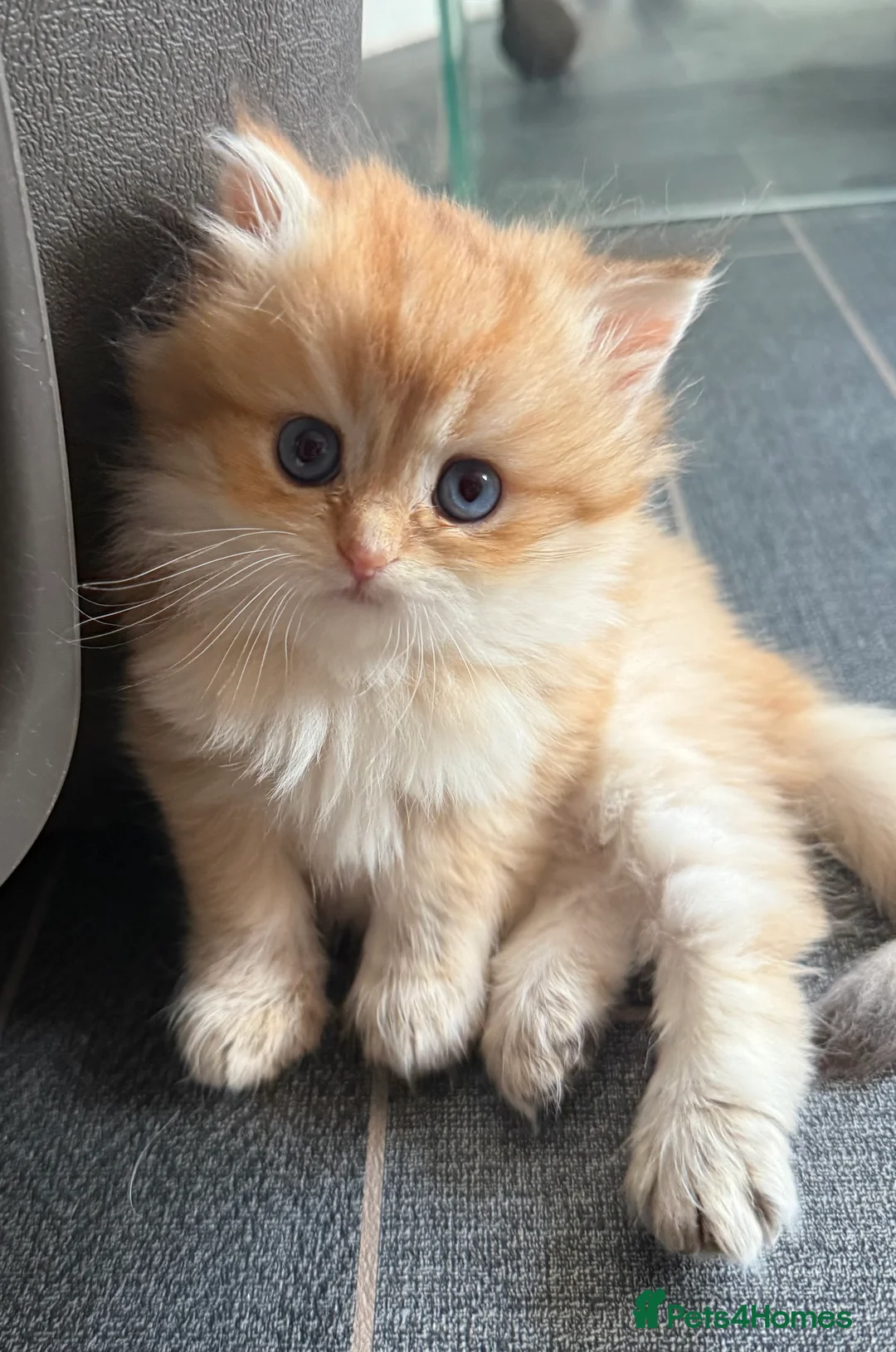 British Longhair cats for sale: GCCF reg BLH Last Chocolate Golden Male Kitten - Advert 39