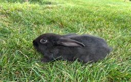 New Zealand rabbits for sale: New Zealand X Harlequin Rabbits- Mixed Litter of 6 - Image 6