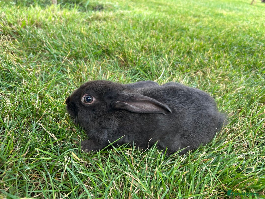 New Zealand rabbits for sale: New Zealand X Harlequin Rabbits- Mixed Litter of 6 - Image 6