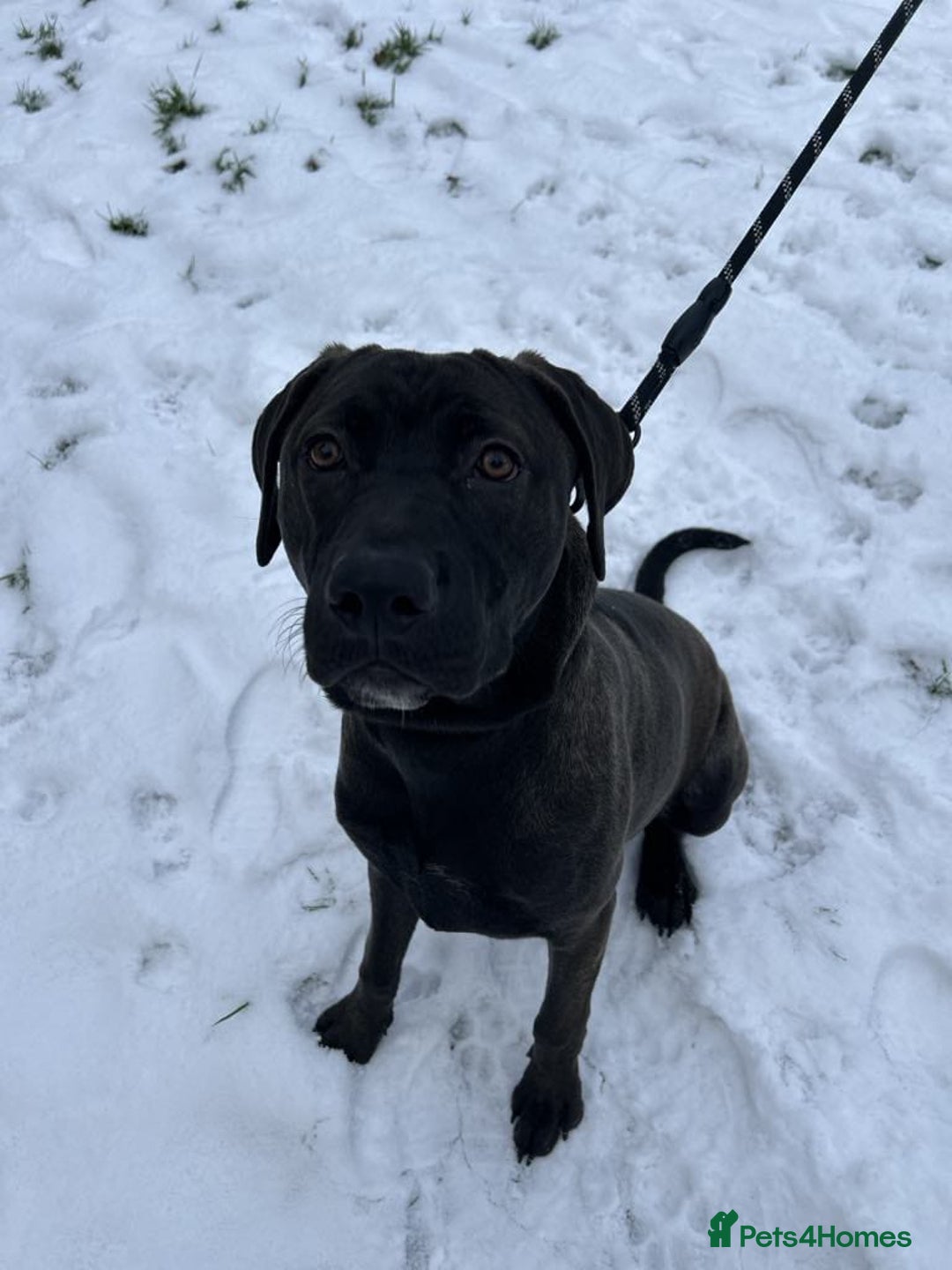 Mixed Breed dogs for sale: Family pet for sale. - Advert 4