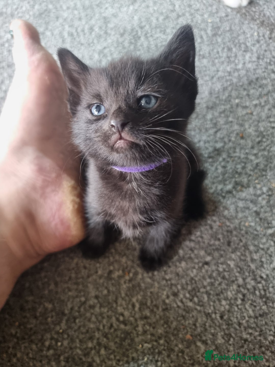 Domestic Shorthair cats for sale: 3 black kittens  - Image 6