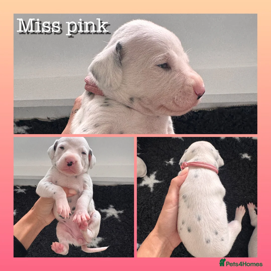 Dalmatian dogs for sale: Beautiful KC Registered Dalmatian Puppies - Advert 2