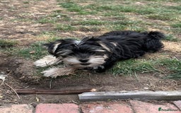 Morkie dogs for sale: Adorable Morkie Girl - Image 4