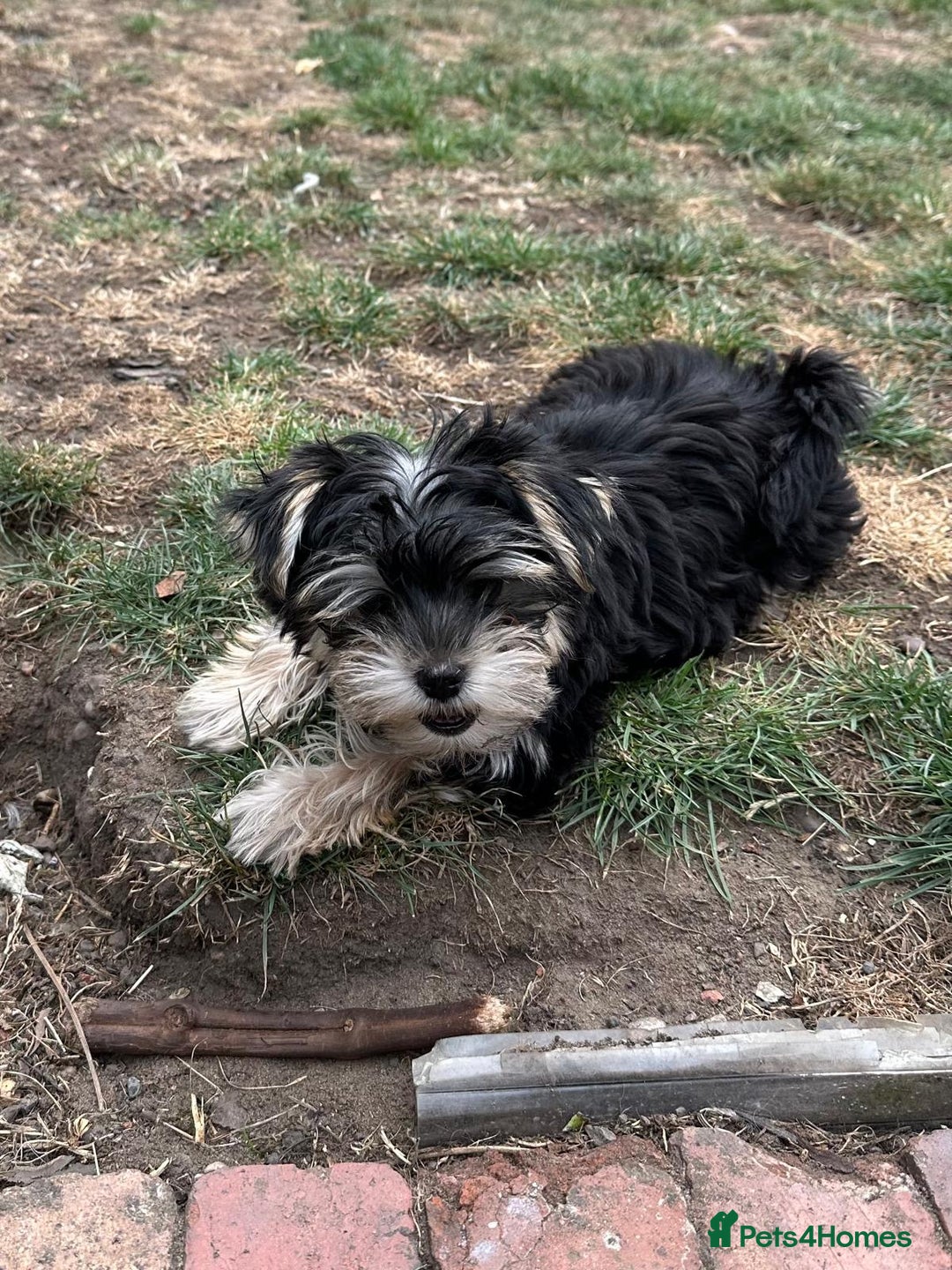 Morkie dogs for sale: Adorable Morkie Girl - Image 4