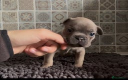 Mixed Breed dogs for sale: Staffie/Frenchie pups - Image 2