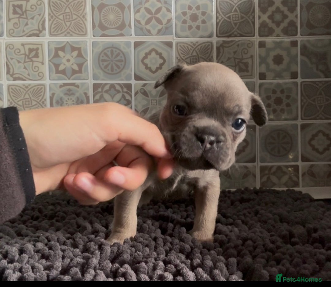 Mixed Breed dogs for sale: Staffie/Frenchie pups - Image 2