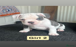 Mixed Breed dogs for sale: French Bulldog X American Pocket Bully Puppies in Carlisle - Image 5