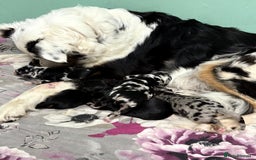 Mixed Breed dogs for sale: Blue merle and golden retriever puppies - Image 2