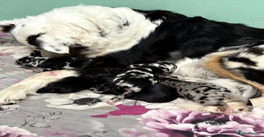 Mixed Breed dogs - Advert 7