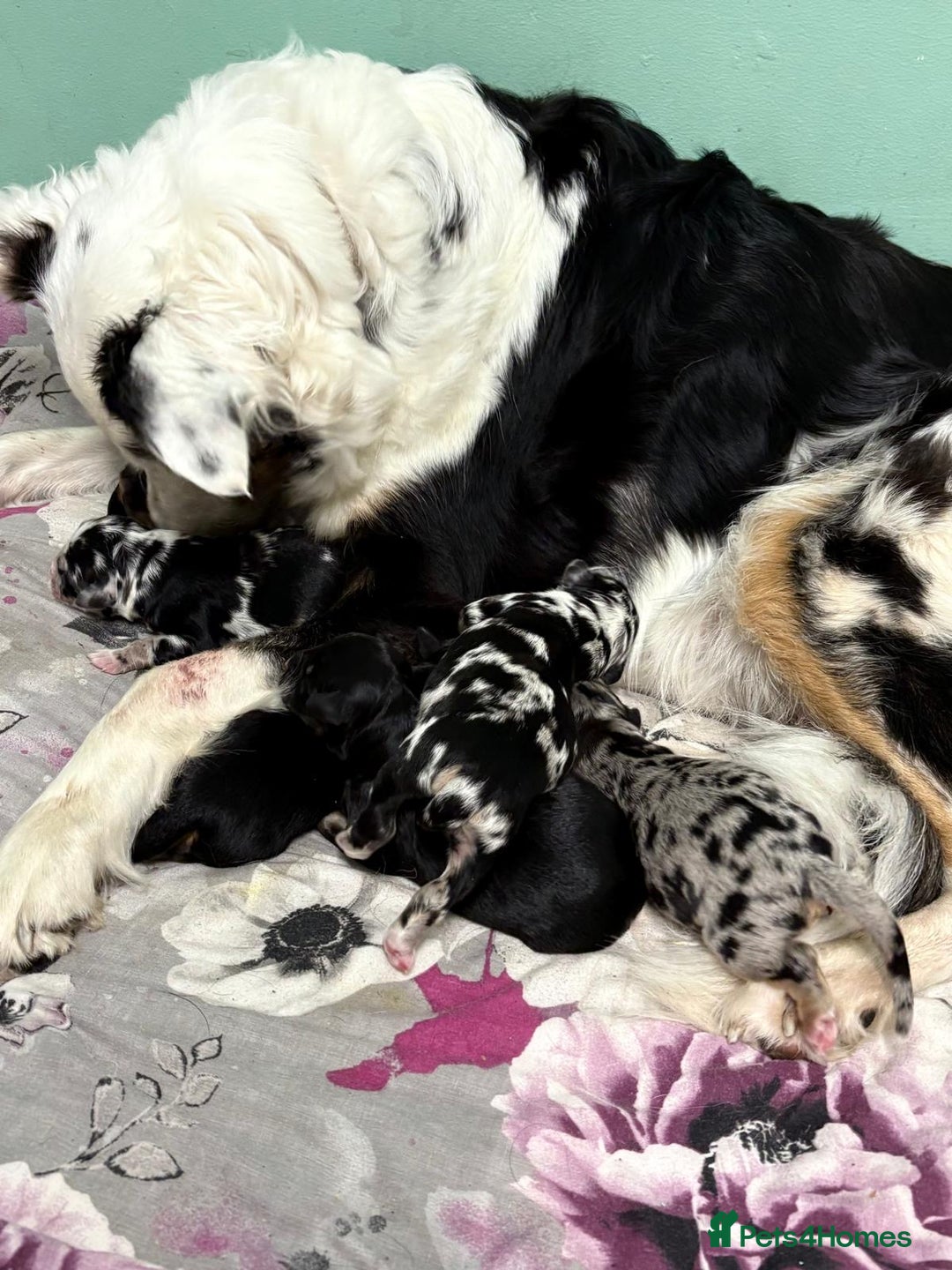 Mixed Breed dogs for sale: Blue merle and golden retriever puppies - Image 2