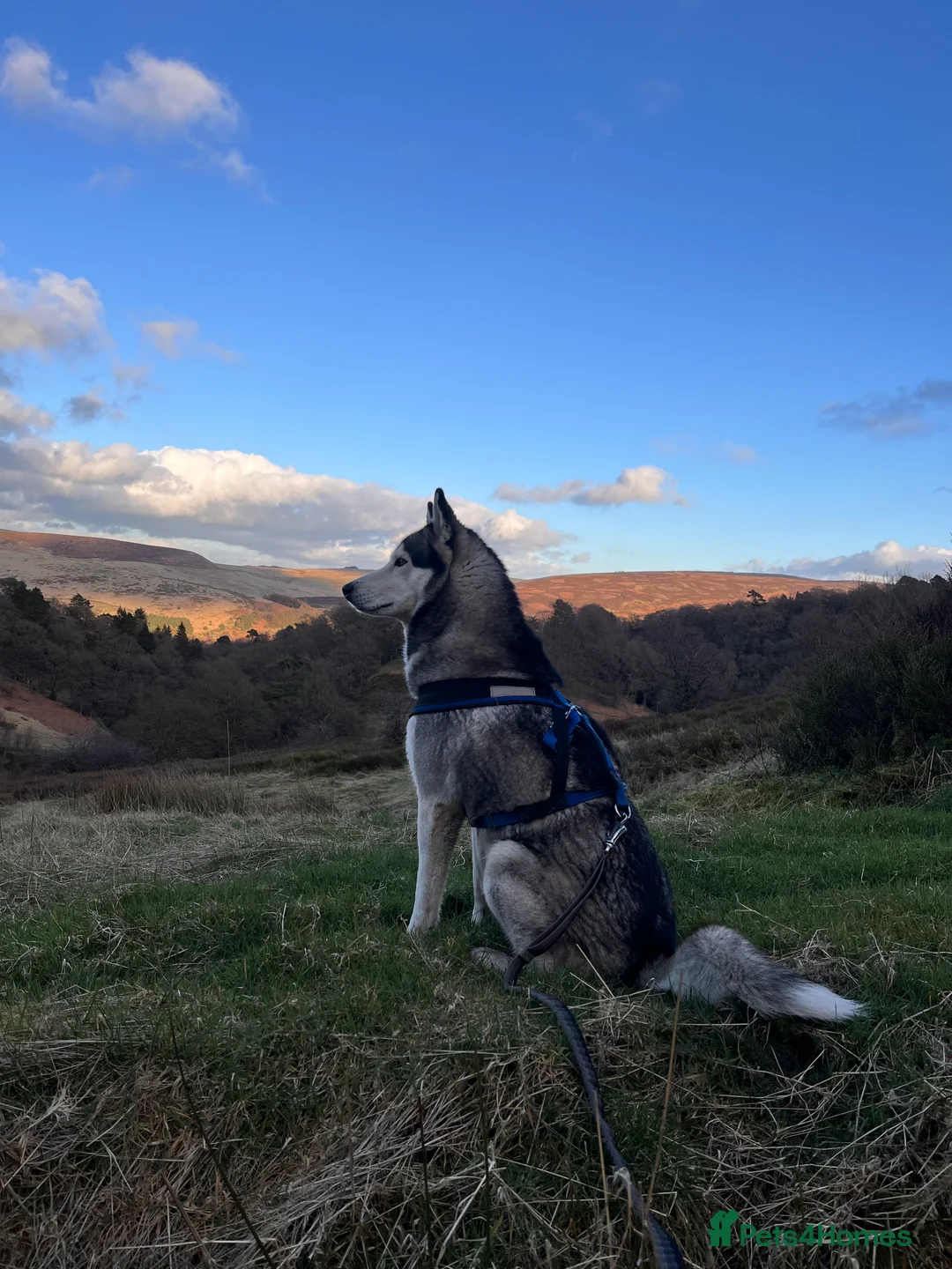 Siberian Husky dogs for stud: For stud only (quality proven stud ) in Wakefield - Advert 6