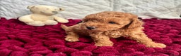 Toy Poodle dogs for sale: KC registered toy poodles - Advert 28
