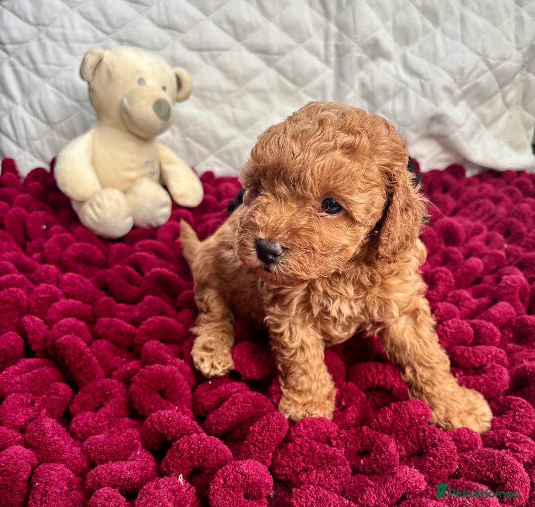 Toy Poodle dogs for sale: KC registered toy poodles - Advert 28