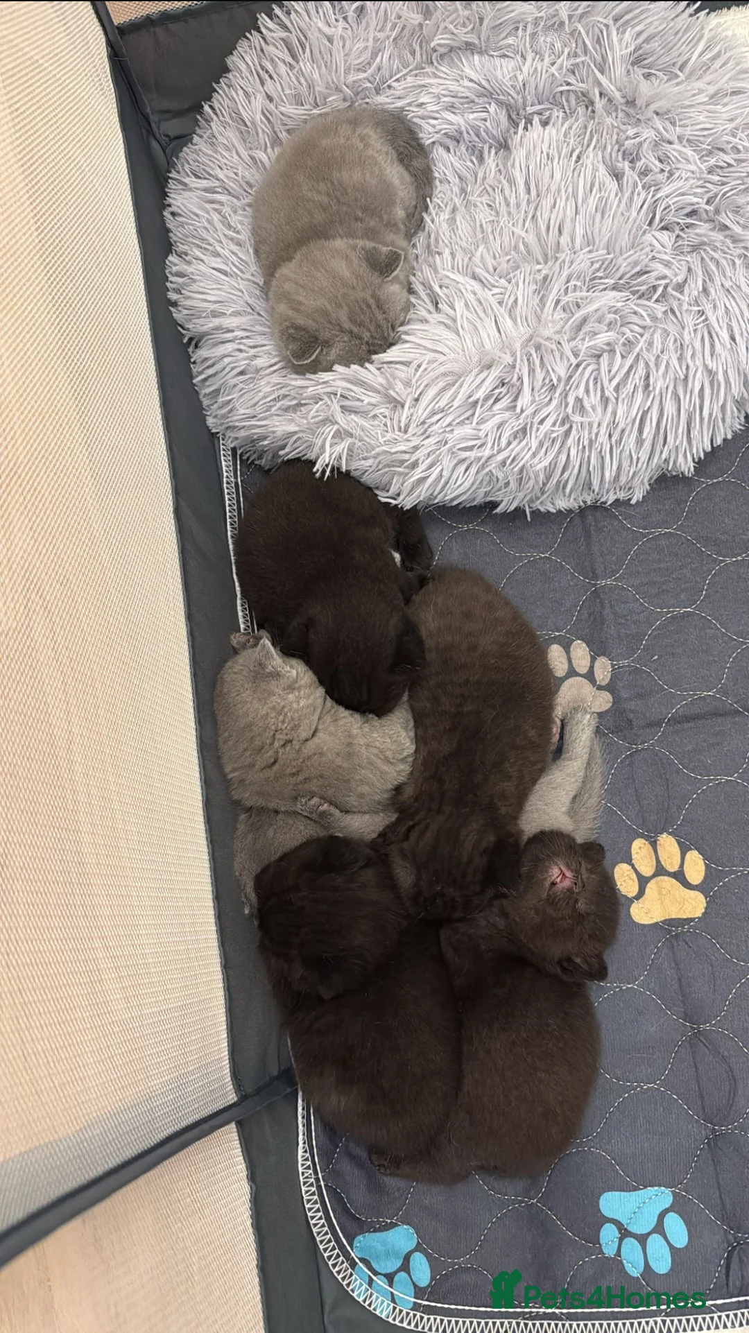 British Shorthair cats for stud: Chocolate British shorthair GCCF Active in London - Advert 19