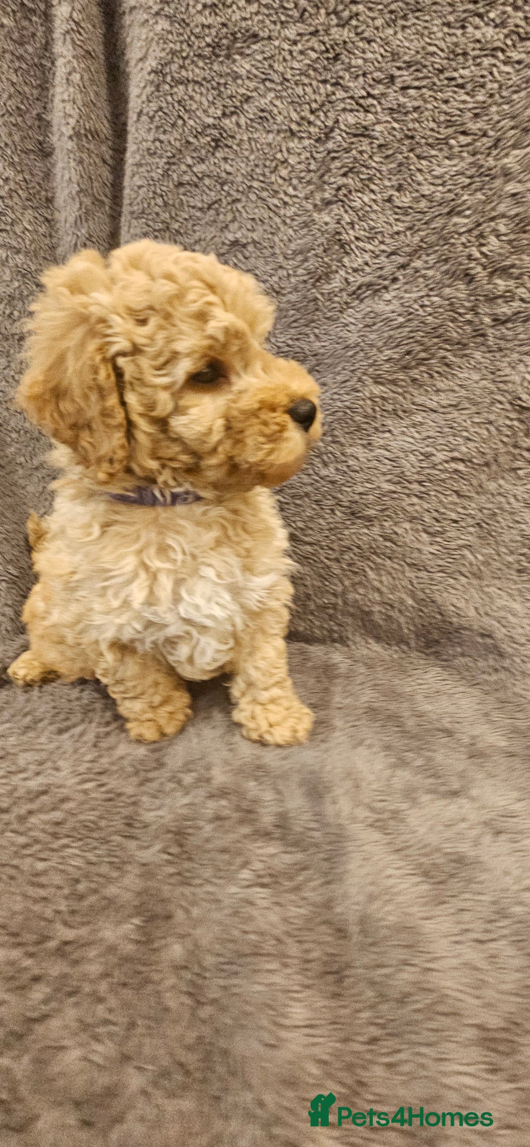 Toy Poodle dogs for sale: Beautiful Toy Poodle Puppies - Advert 18