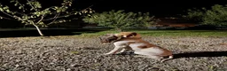 Pointer dogs for sale: Pointer pups | Working & Champion Bloodlines  - Advert 20