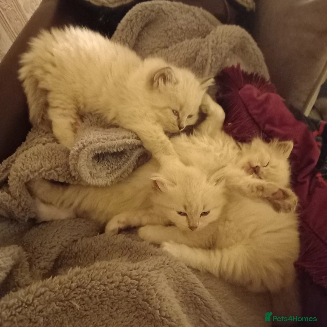 Siberian cats for sale: Super cute siberian kittens - Advert 18