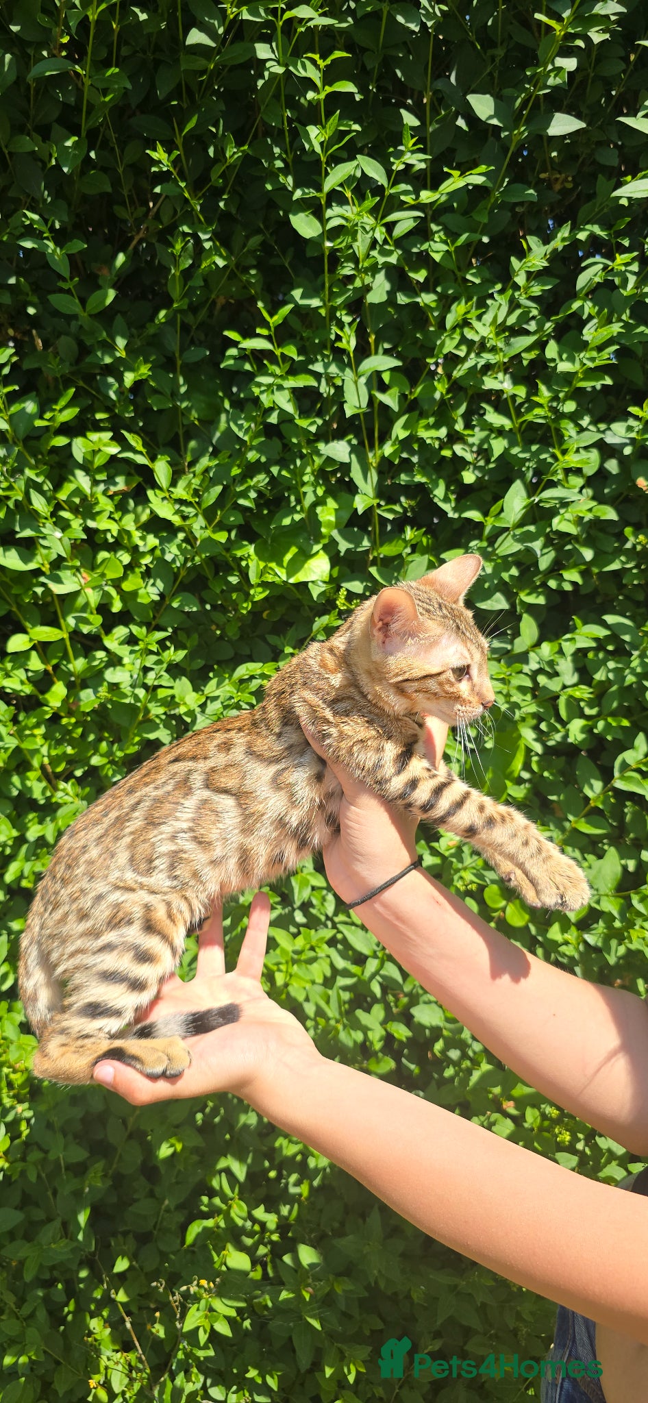 Bengal cats Ready NOW last 2 girls - Advert 5