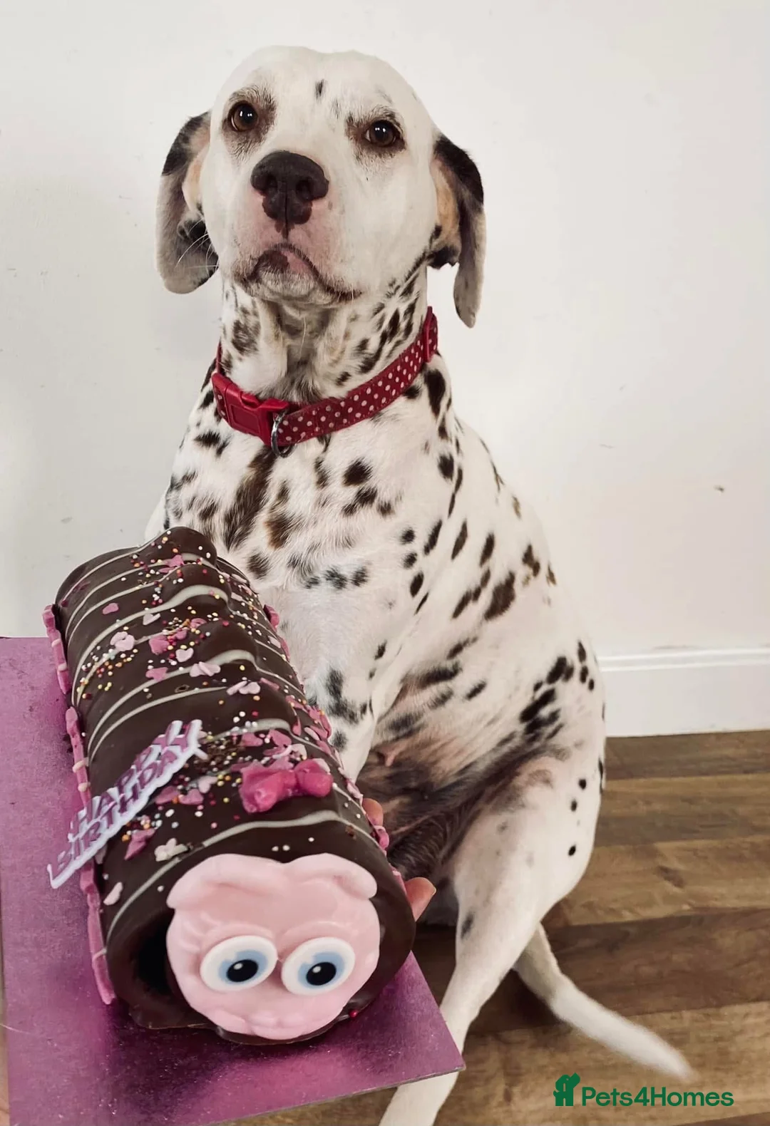Dalmatian dogs for sale: Exceptional Dalmatian Puppies.  - Advert 26