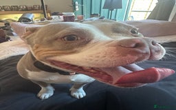 American Bully dogs for sale: American pocket bully 3yrs old female  - Image 2