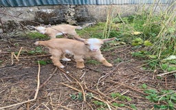 Goats livestock for sale: Friendly female Pygmy goat kid - Image 1