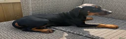 Dobermann dogs for sale: Champion and working lines KC Doberman litter - Advert 21