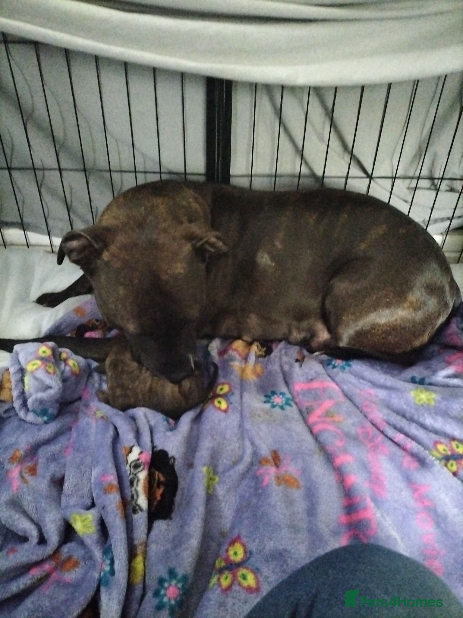 Staffordshire Bull Terrier dogs Staffy/Pitbull. Blue staffy - Advert 5