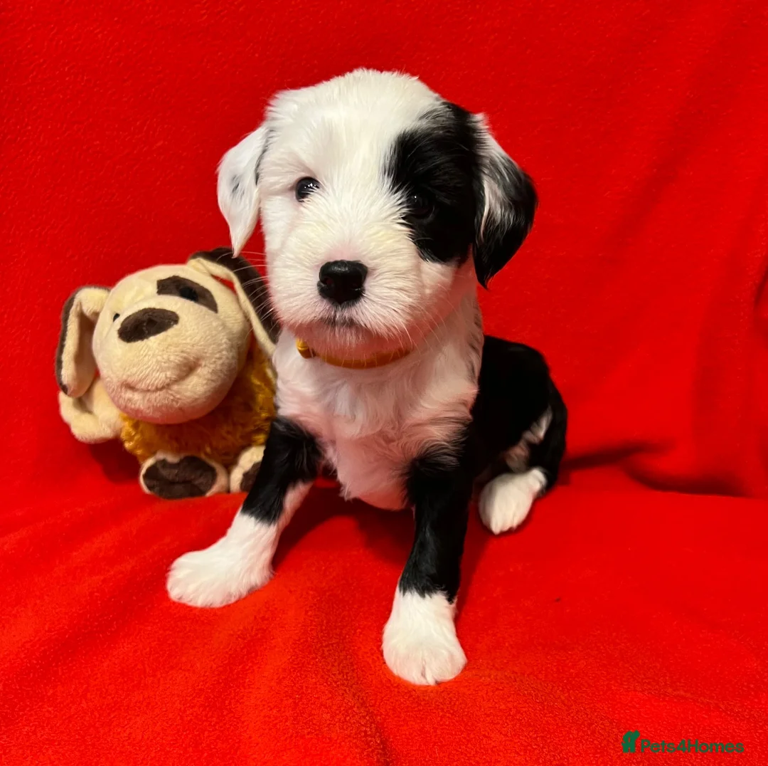 Tibetan Terrier dogs for sale: Beautiful Litter of Tibetan Terriers - Advert 7