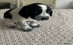 Cocker Spaniel dogs for sale: Working cocker spaniel puppies  - Image 17
