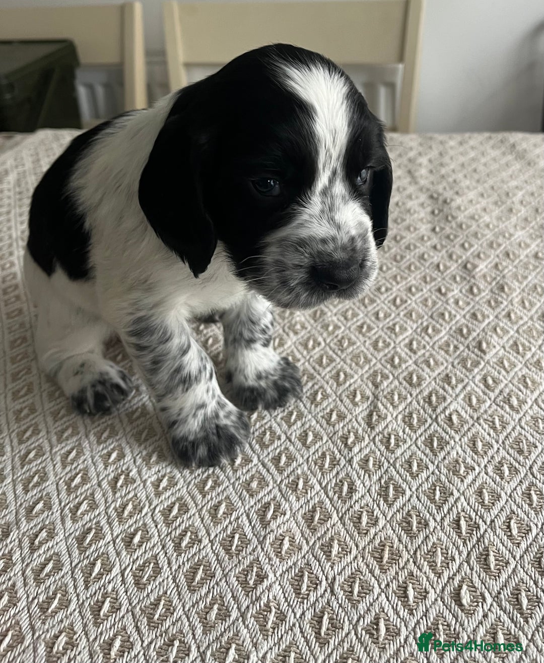 Cocker Spaniel dogs for sale: Working cocker spaniel puppies  - Image 17