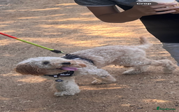 Cockapoo dogs for sale: 9 month old cockapoo  - Image 1