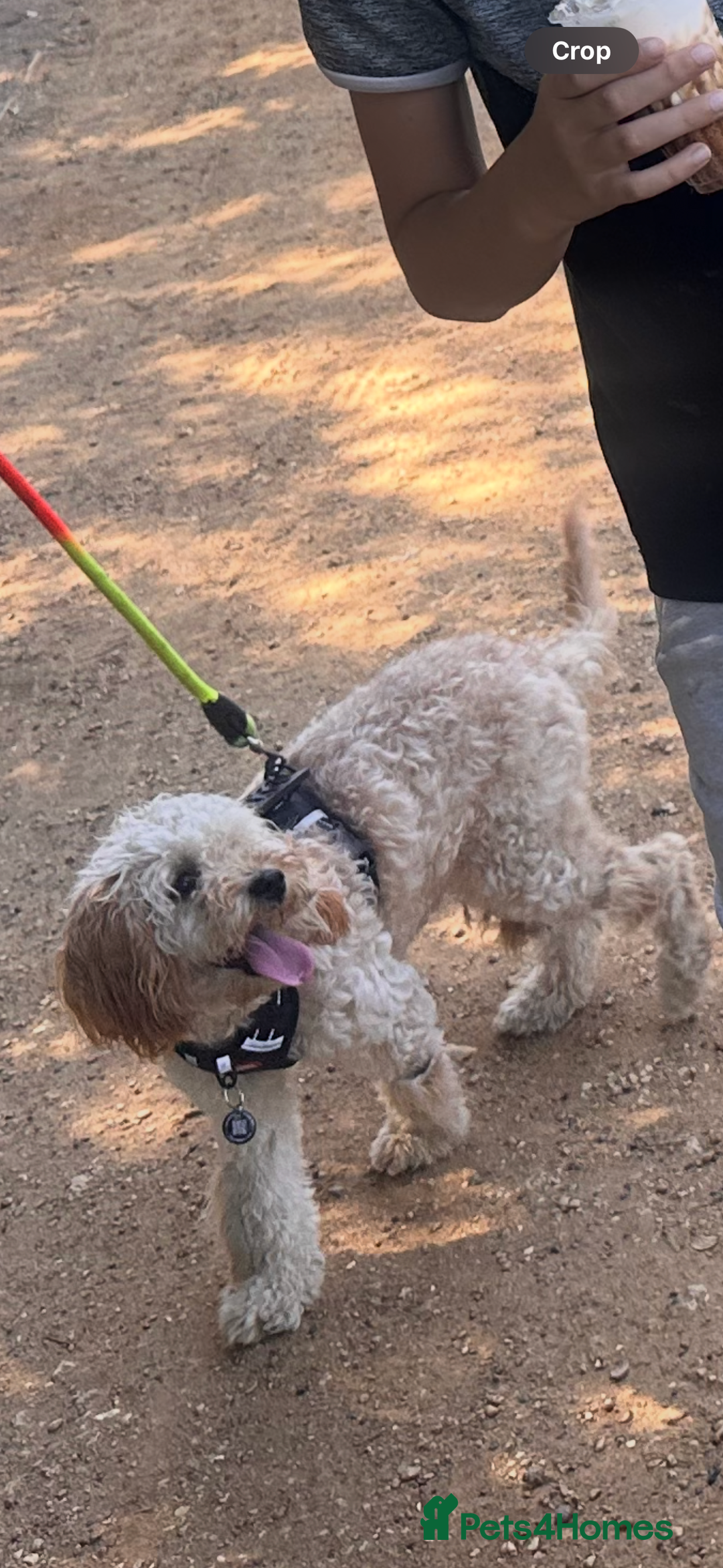 Cockapoo dogs for sale: 9 month old cockapoo  - Image 1