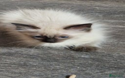 Ragdoll cats for sale: Fully vaccinated Ragdoll kittens ready now - Image 15