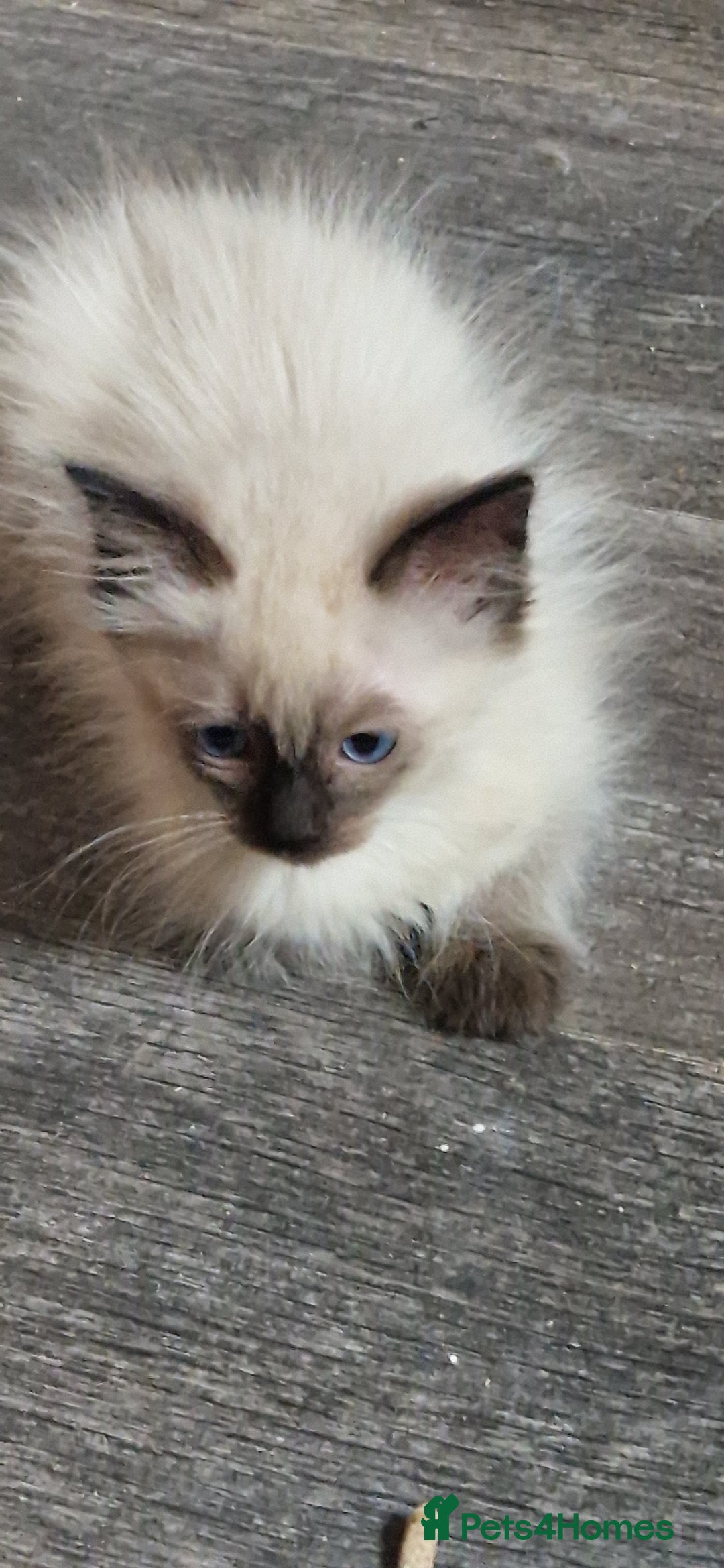Ragdoll cats for sale: Fully vaccinated Ragdoll kittens ready now - Image 15