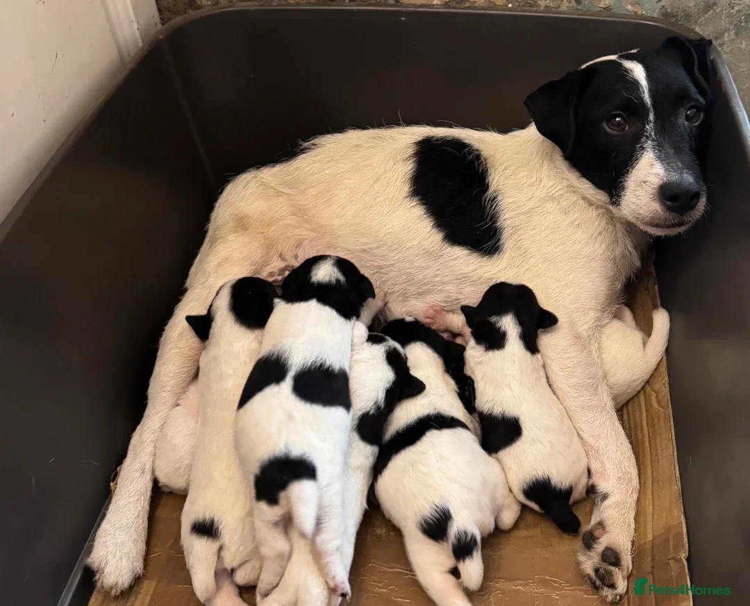 Jack Russell dogs for sale: Traditional Working Jack Russell Terrier Puppies - Advert 1