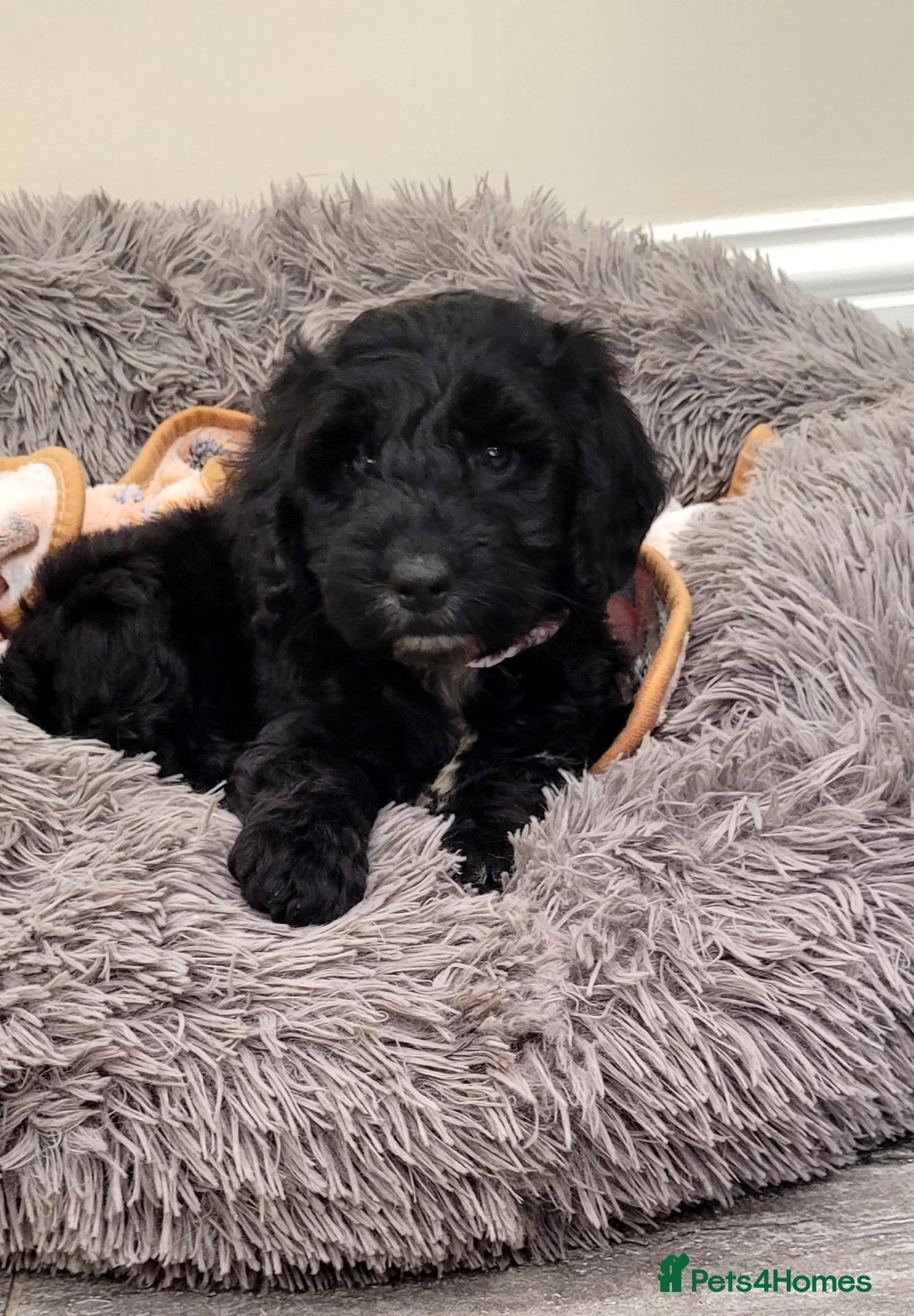 Cockapoo dogs F1 Cockapoo puppies PRA CLEAR Red - Advert 1
