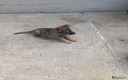 German Shepherd dogs for sale: German shepherd  - Image 16