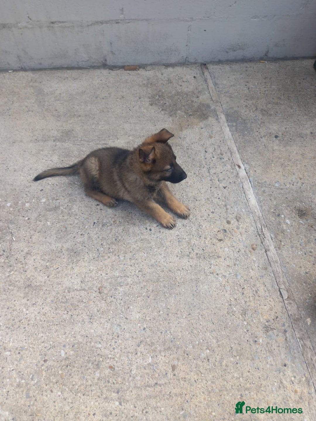 German Shepherd dogs for sale: German shepherd  - Image 16