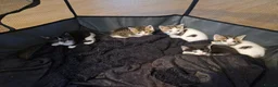 Mixed Breed cats for sale: Kittens ready for homes, tabby, white, black - Advert 13