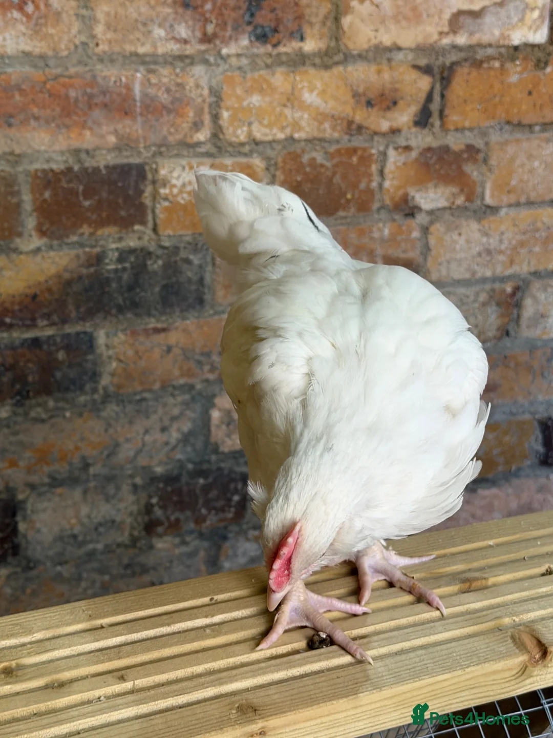 Chickens poultry for sale: Easter egger cockerel  - Advert 2