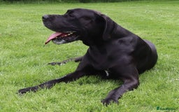 Great Dane dogs for stud: KC REG - health tested - Well proven in Wisbech - Image 3