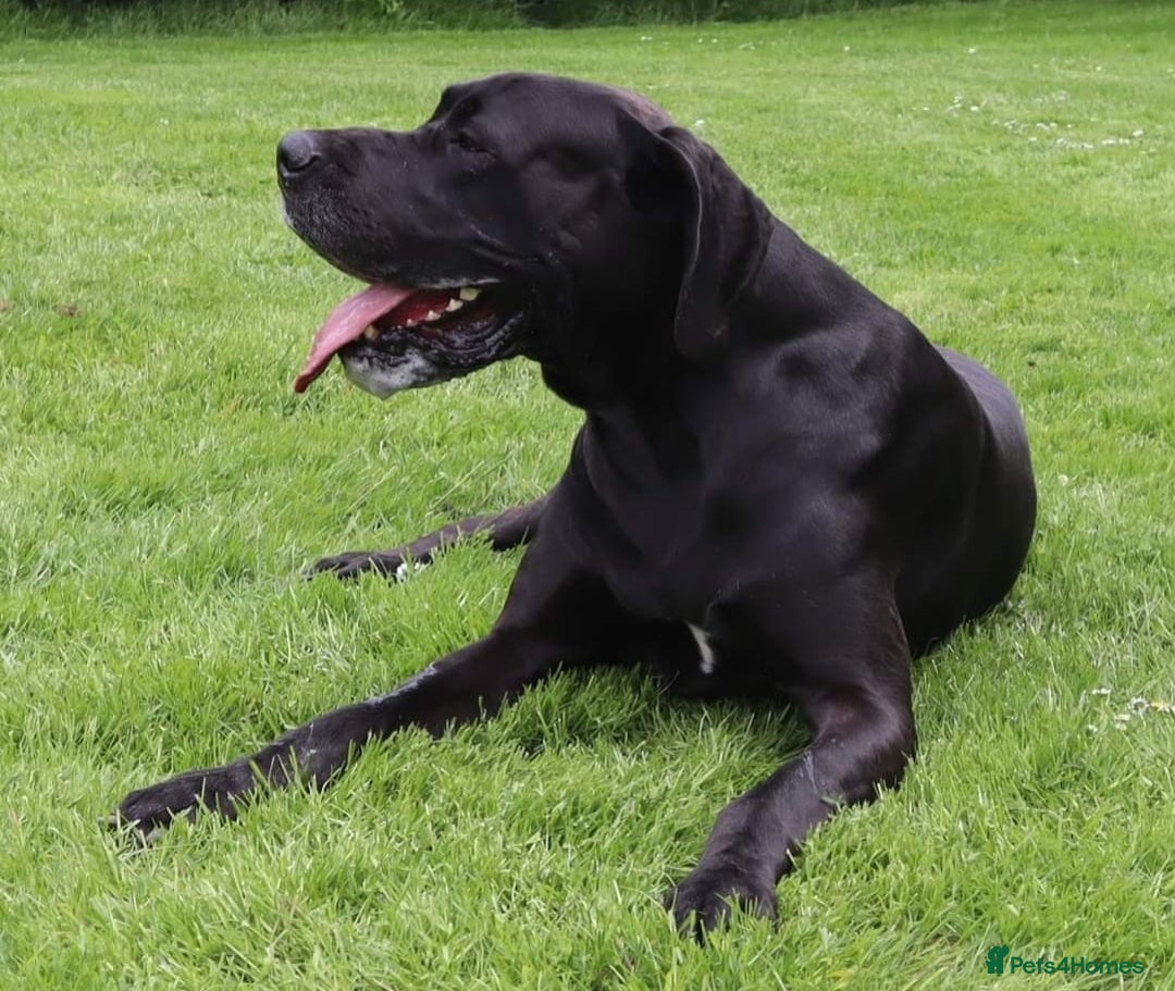 Great Dane dogs for stud: KC REG - health tested - Well proven in Wisbech - Image 3