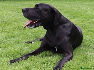 Great Dane dogs KC REG - health tested - Well proven in Wisbech - Advert 7