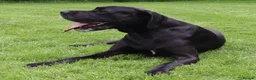 Great Dane dogs for stud: KC REG - health tested - Well proven in Wisbech - Advert 1