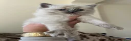 Ragdoll cats for sale: Beautiful Gccf ragdoll kittens  - Advert 8