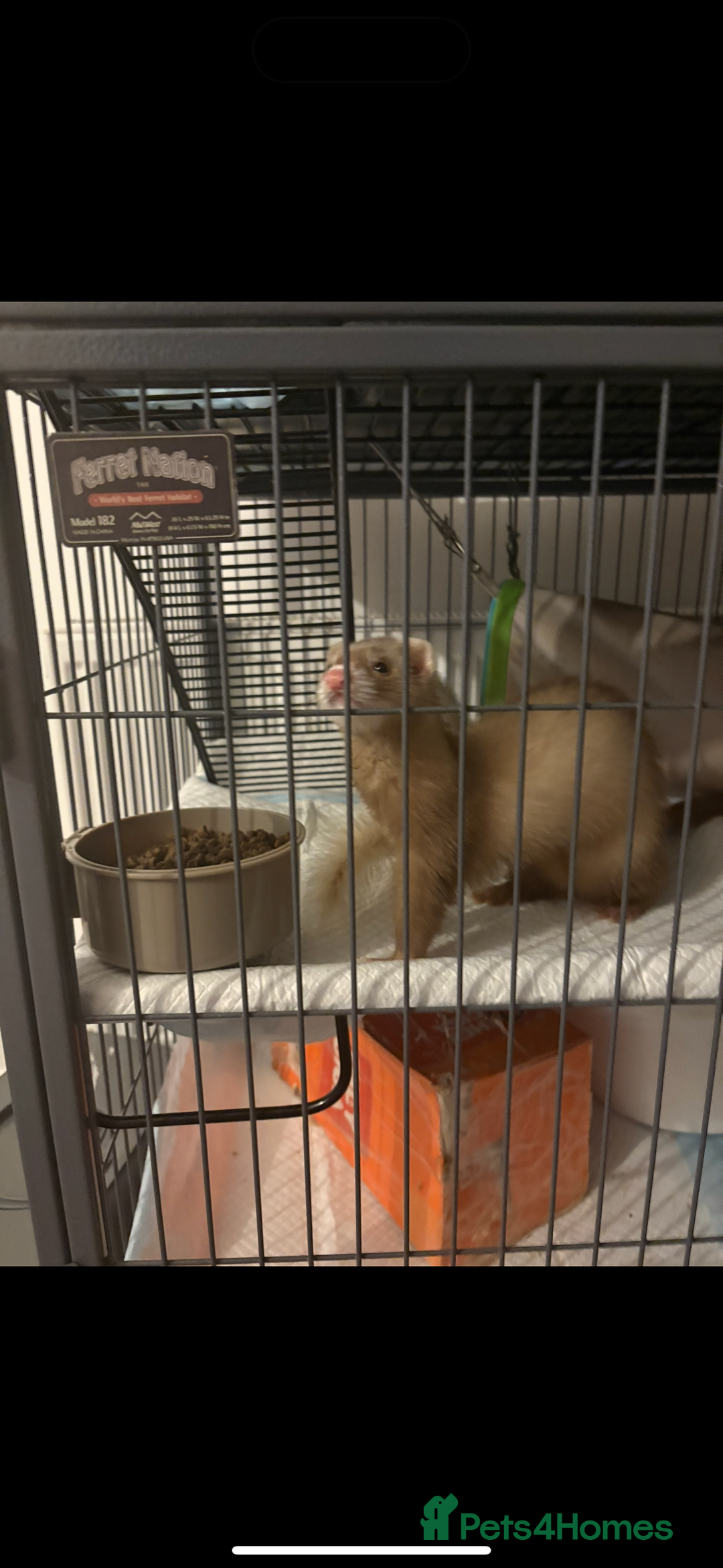 Ferret rodents for sale: 2 Ferret Jills 4 months old  - Advert 3