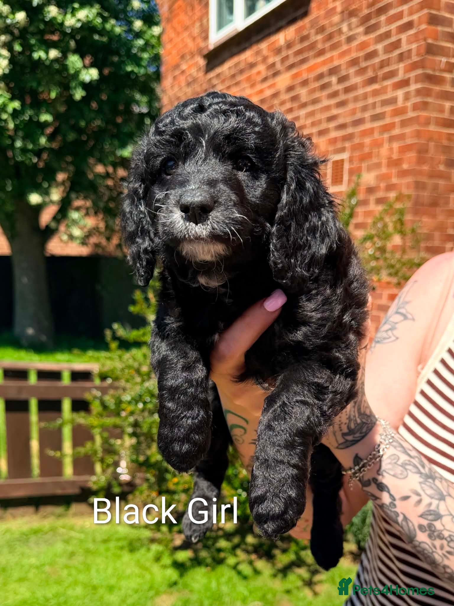 Mixed Breed dogs Corgipoo x Cockerpoo F2b REDUCED - Advert 5