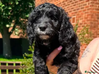 Mixed Breed dogs Corgipoo x Cockerpoo F2b REDUCED - Advert 5